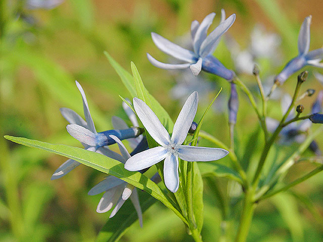 チョウジソウ 丁字草 ちょうじそう Japanese Bluestar 南雲 写真 植物図鑑