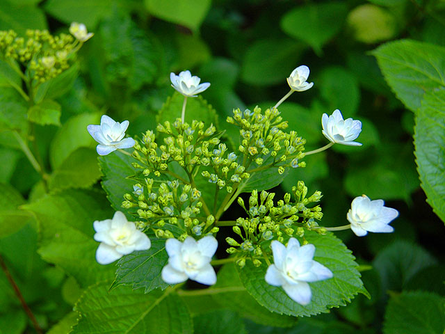 ガクアジサイ ガクアジサイ 額紫陽花 がくあじさい Lacecap_Hydrangeas
