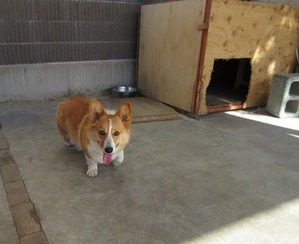 コーギーのわんすけ君と入り口を齧られた犬小屋