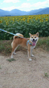 ひまわり畑をバックにした柴犬の小夏ちゃん