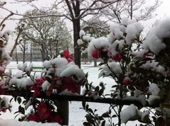 積雪の日の山茶花