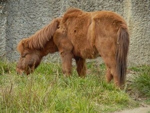 野間馬さん