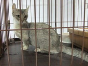 展示されていた猫さん