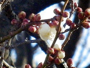 柳瀬製作所近くで咲き出した古木の白梅