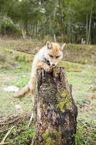 枯れ木に上るキツんさん