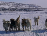極地で力強く橇を引く犬達の後姿