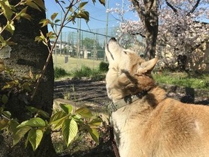 桜の木の下の柴犬