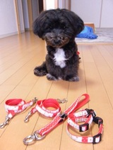 コッカースパニエルとトイプードルのミックス犬　てまりちゃん