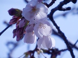 開花した大阪のソメイヨシノ桜