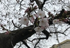 3月31日の玉串川沿いのソメイヨシノ桜