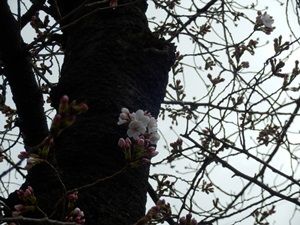 チラホラ咲き始めた大阪のソメイヨシノ
