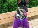 サマーカットになったMIX犬のマリン君