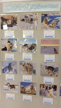 グリーンランドエスキモー犬たちの写真