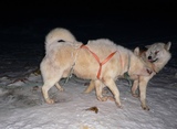 グリーンランドでの犬橇犬の写真２