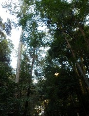 大神神社拝殿に続く参道