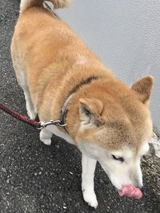 鼻筋が黒っぽくなってきだした柴犬さん