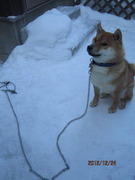 雪上の柴犬