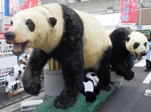 パンダの剥製i2