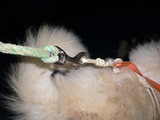 グリーンランドでの犬橇犬の写真１