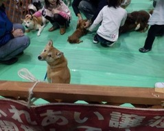 譲渡会コーナーで目があった柴犬さん