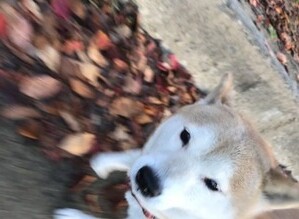 柴犬ユリの写真