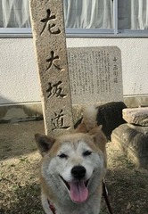 柴犬ゆり2