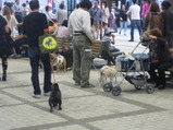 会場前のワンコ達小型犬1