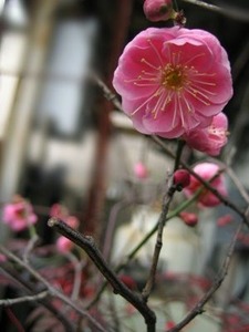 工場の植木の梅の花