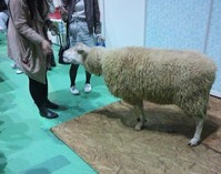 羊さんと写真が撮れるコーナー