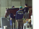 乗馬体験のお馬さん