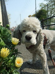 花が咲く散歩道