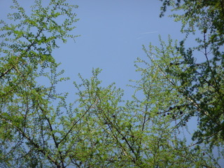 2013_0514_195616-P1130345