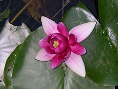 SANY6787biwa7