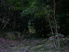 SANY6782biwa2