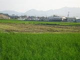 SANY0961