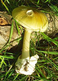 200px-Amanita_phalloides