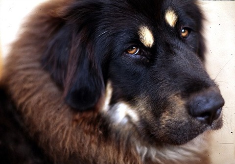 800px-Tibetan_Mastiff_001