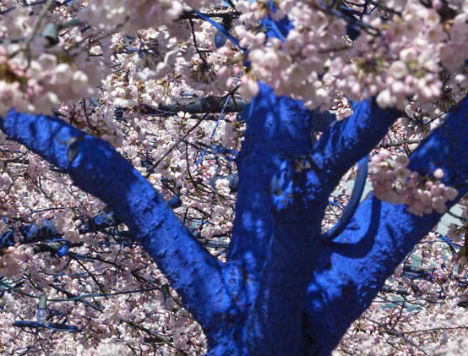 blue-trees-1