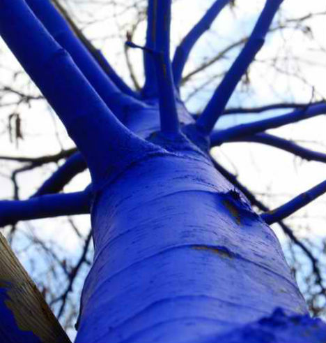 blue-trees-5