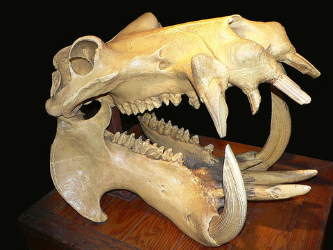 Hippo_skull