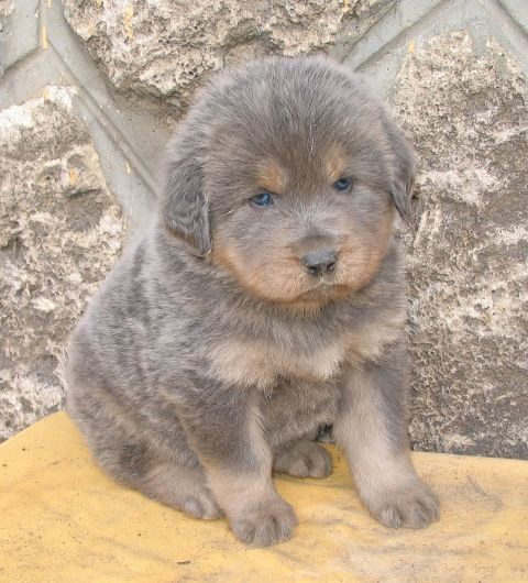 tibetan-mastiff-puppy