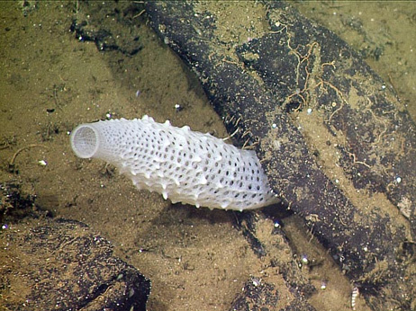 new-deep-sea-vents-found-mexico-white-sponge_53791_big