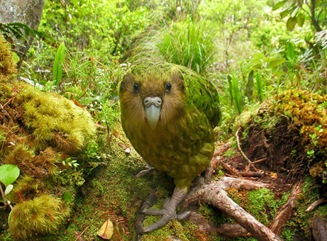 rare-birds-photo-contest-kakapo_32641_big