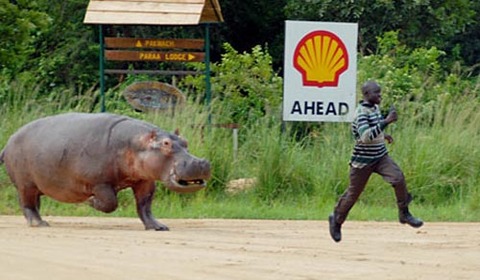 hungryhippo2