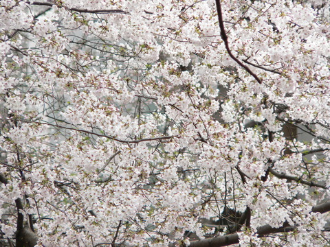 桜4月7日５