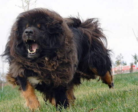 Tibetan-Mastiff