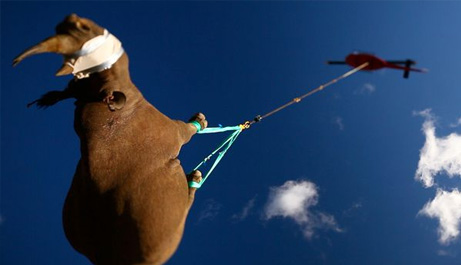 rhino-air-lifted-helicopter-from-below_43390_big