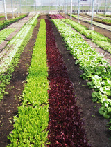 野菜畑