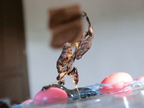 ゴーストマンティス』の雌雄判別 : クワガタカマキリ