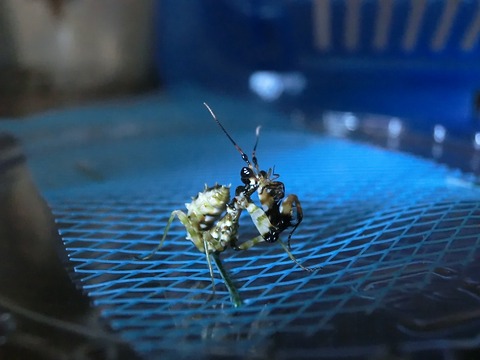 アフリカメダマカマキリ　ペア　立体標本 アフリカメダマカマキリ ペア 立体標本